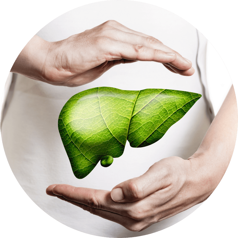 Passo 3 — Os nutrientes começam a agir